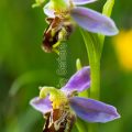 119904 Bienen-Ragwurz (Ophrys apifera)