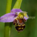 120467 Bienen-Ragwurz (Ophrys apifera)
