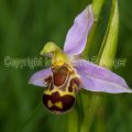 120471 Bienen-Ragwurz (Ophrys apifera)
