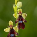 120505 Fliegen-Ragwurz (Ophrys insectifera)