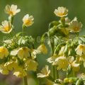132841 Hohe Schlüsselblume (Primula elatior)