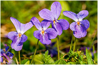 Hain-Veilchen (Viola riviniana), Gerhard Eppinger, Naturfotos, g-eppinger