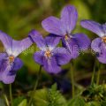 132894 Hainveilchen (Viola riviniana)