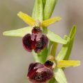 133683 Spinnen-Ragwurz (Ophrys sphegodes)