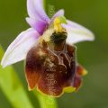 136663 Hummel-Ragwurz (Ophrys holoserica)