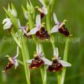 136676 Hummel-Ragwurz (Ophrys holoserica)