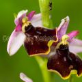 136687 Hummel-Ragwurz (Ophrys holoserica)