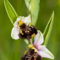 136715 Hummel-Ragwurz (Ophrys holoserica)