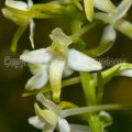 139241 Weiße Waldhyazinthe (Platanthera bifolia)