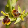 147885 Kleine Spinnen-Ragwurz (Ophrys araneola)