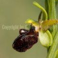 148291 Große Spinnen-Ragwurz (Ophrys sphegodes)