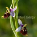 148389 Hummel-Ragwurz (Ophrys holoserica)