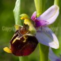 148396 Hummel-Ragwurz (Ophrys holoserica)