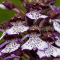 148698 Purpur-Knabenkraut (Orchis purpurea)