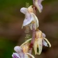 156764 Blattloser Widerbart (Epipogium aphyllum)