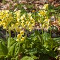 16881 Hohe Schlüsselblume (Primula elatior)