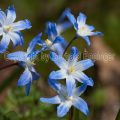 16890 Zweiblättriger Blaustern (Scilla bifolia)