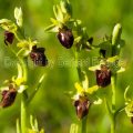 184200 Große Spinnen-Ragwurz (Ophrys sphegodes)