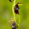 184335 Fliegen-Ragwurz (Ophrys insectifera)