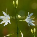 187307 Rispige Graslilie (Anthericum ramosum)