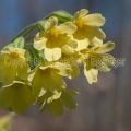 189830 Hohe Schlüsselblume (Primula elatior)