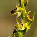 191113 Kleine Spinnen-Ragwurz (Ophrys araneola)