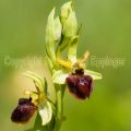 191491 Spinnen-Ragwurz (Ophrys sphegodes)