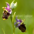 192000 Hummel-Ragwurz (Ophrys holoserica)