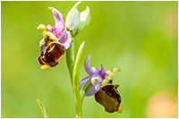 Hummel-Ragwurz (Ophrys holoserica), Gerhard Eppinger, Naturfotos, g-eppinger