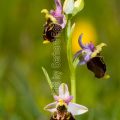 192007 Hummel-Ragwurz (Ophrys holoserica)