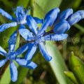26345 Zweiblättriger Blaustern (Scilla bifolia)
