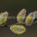 32002339 Silber-Weide (Salix alba)