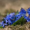 32002413 Zweiblättriger Blaustern (Scilla bifolia)