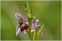 Hohe Hummel-Ragwurz (Ophrys elatior), Gerhard Eppinger, Naturfotos, g-eppinger