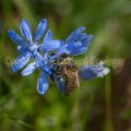 32727 Zweiblättriger Blaustern mit Biene (Scilla bifolia)