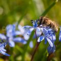 32759 Zweiblättriger Blaustern mit Biene (Scilla bifolia)