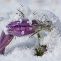 33001 Gewöhnliche Kuhschellen (Pulsatilla vulgaris) im Schnee