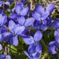 33203 Hain-Veilchen (Viola riviniana)