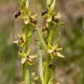 47614 Kleine Spinnen-Ragwurz (Ophrys araneola)
