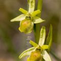47619 Kleine Spinnen-Ragwurz (Ophrys araneola)
