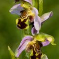 50267 Hummel-Ragwurz (Ophrys holoserica)
