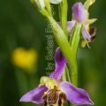 50509 Bienen-Ragwurz (Ophrys apifera)