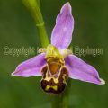 50513 Bienen-Ragwurz (Ophrys apifera)