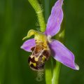 50520 Bienen-Ragwurz (Ophrys apifera)