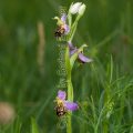 50527 Bienen-Ragwurz (Ophrys apifera)