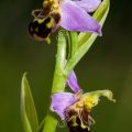 50547 Bienen-Ragwurz (Ophrys apifera)