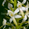 50561 Zweiblättrige Waldhyazinthe (Platanthera bifolia)