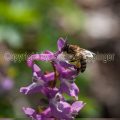 54135 Biene an Hohler Lerchensporn (Corydalis cava)