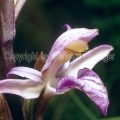 580_0400 Violetter Dingel (Limodorum abortivum)