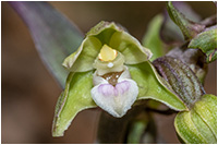 Violette Stendelwurz (Epipactis purpurata), Gerhard Eppinger, Naturfoto, g-eppinger